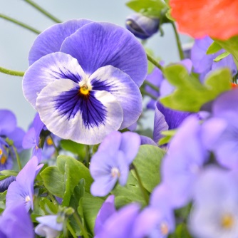 Annuals in Cos Cob, the United States from River-view Stone & Garden Center