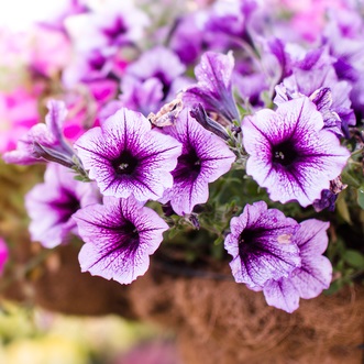 Looking for annuals in Cos Cob, Connecticut? Go to River-view Stone & Garden Center
