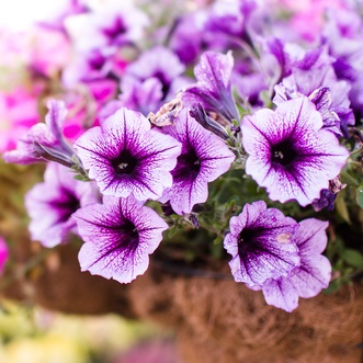 Looking for annuals in Eugene, Oregon? Go to Johnson Brother's Greenhouse