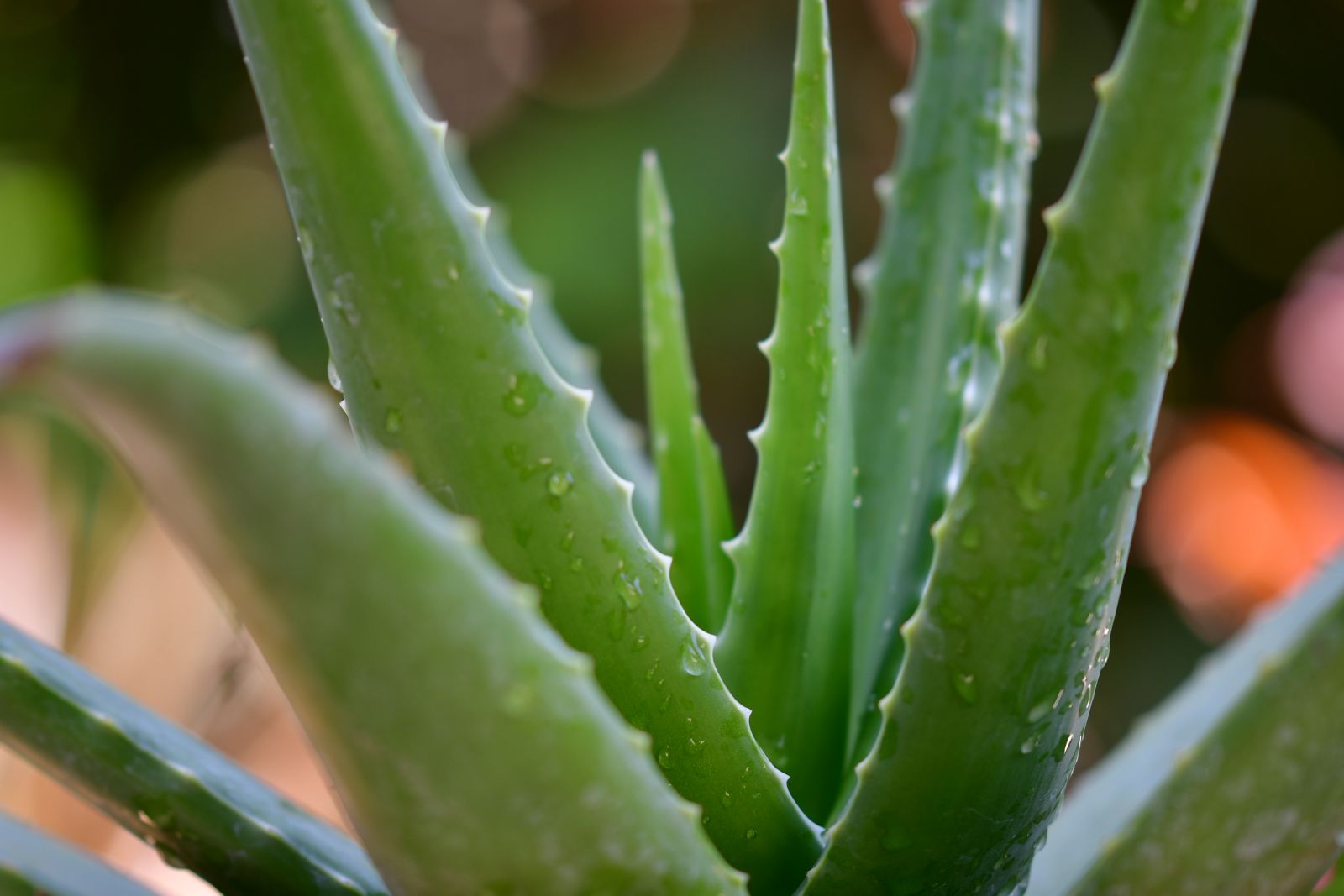 Aloe vera plant