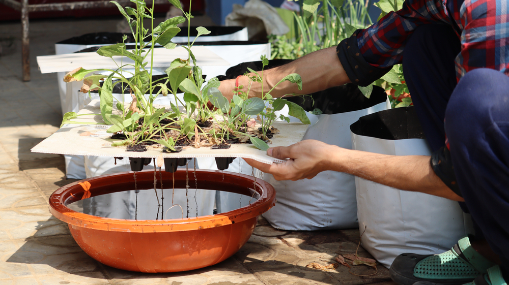 Planten kweken op water