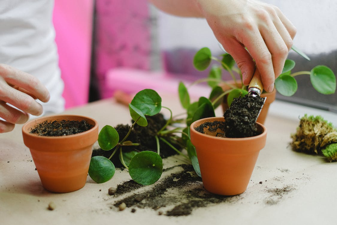 Planten verpotten