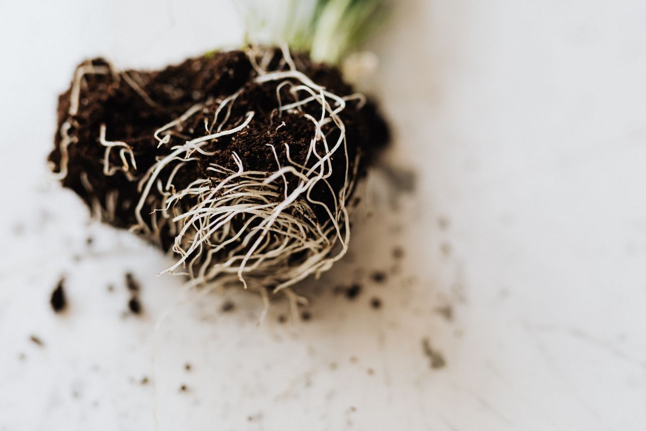Root Rot in plants - Gardencentreguide.co.uk