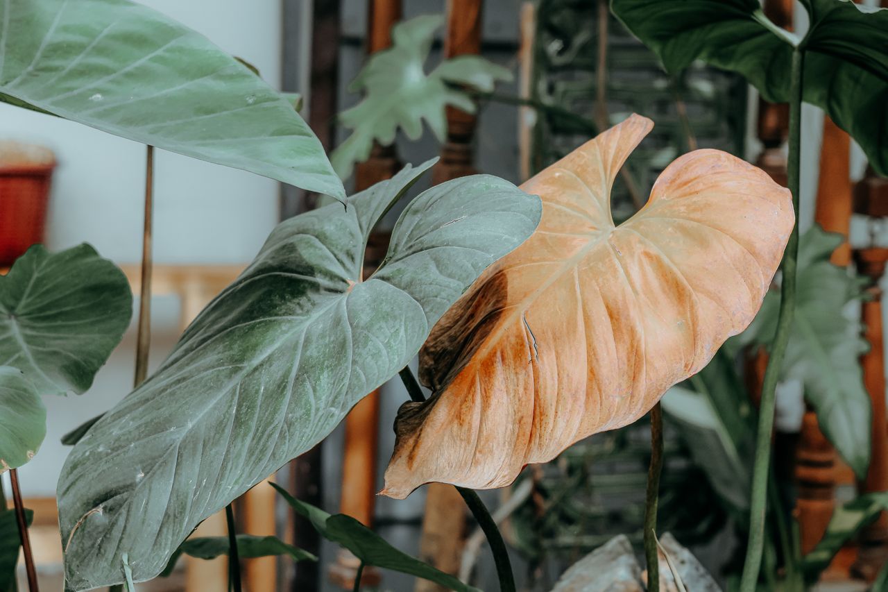 Root Rot Symptoms - Gardencentreguide.co.uk