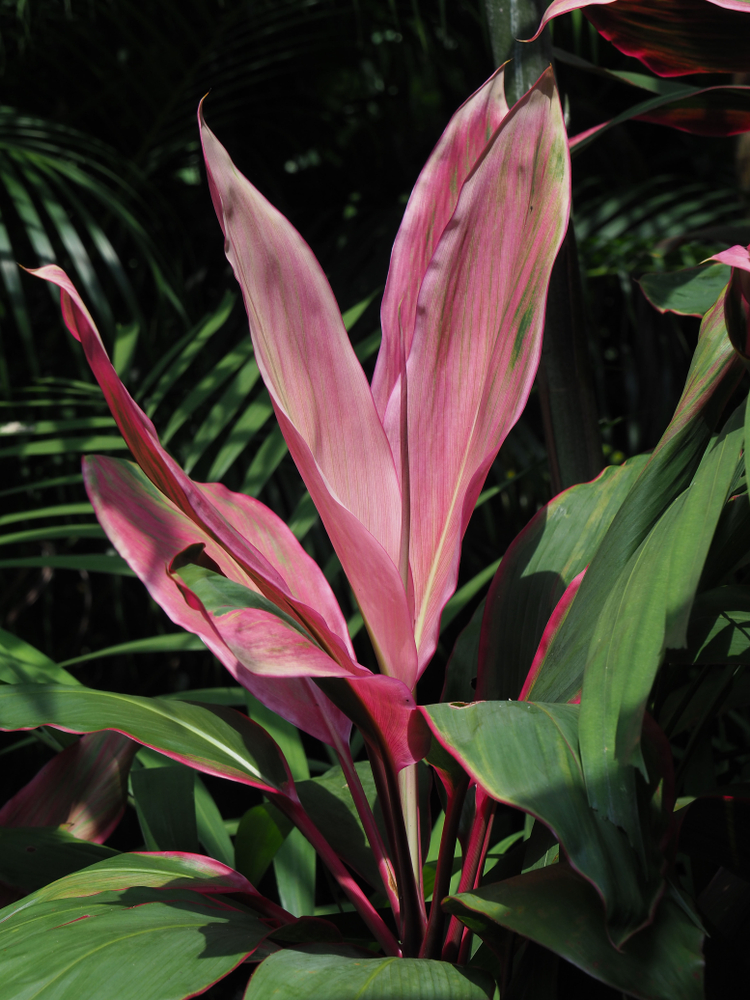 Roze plant de Cordyline Mambo