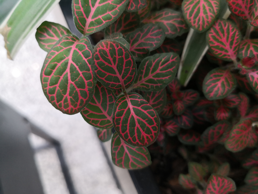 Roze Planten De Fittonia