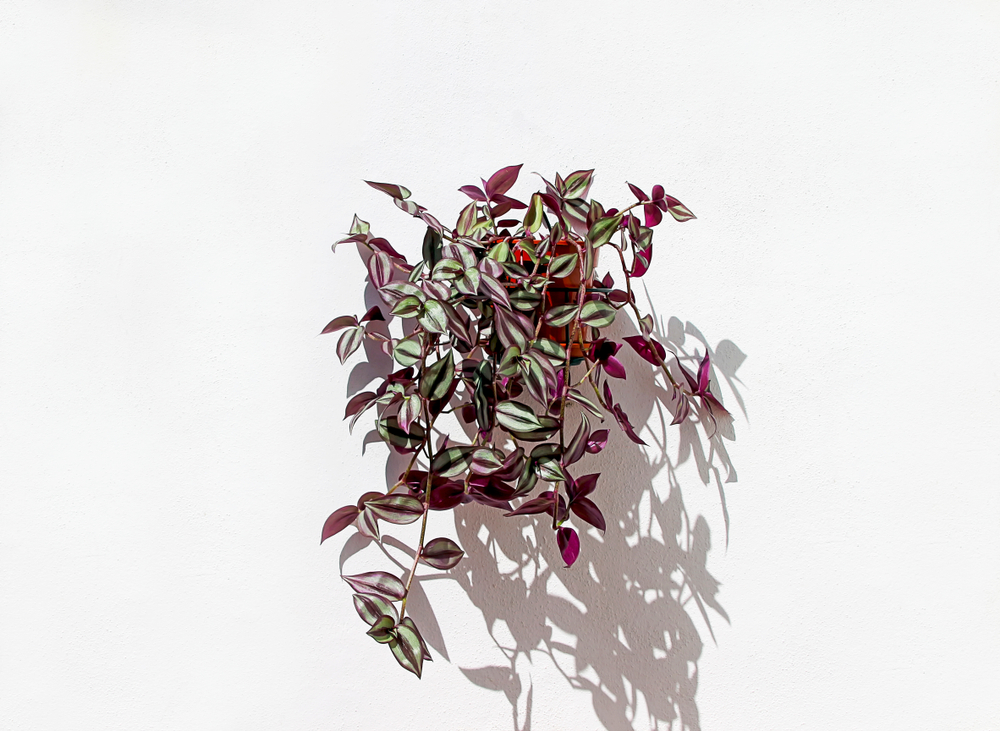 Roze Plant De Tradescantia