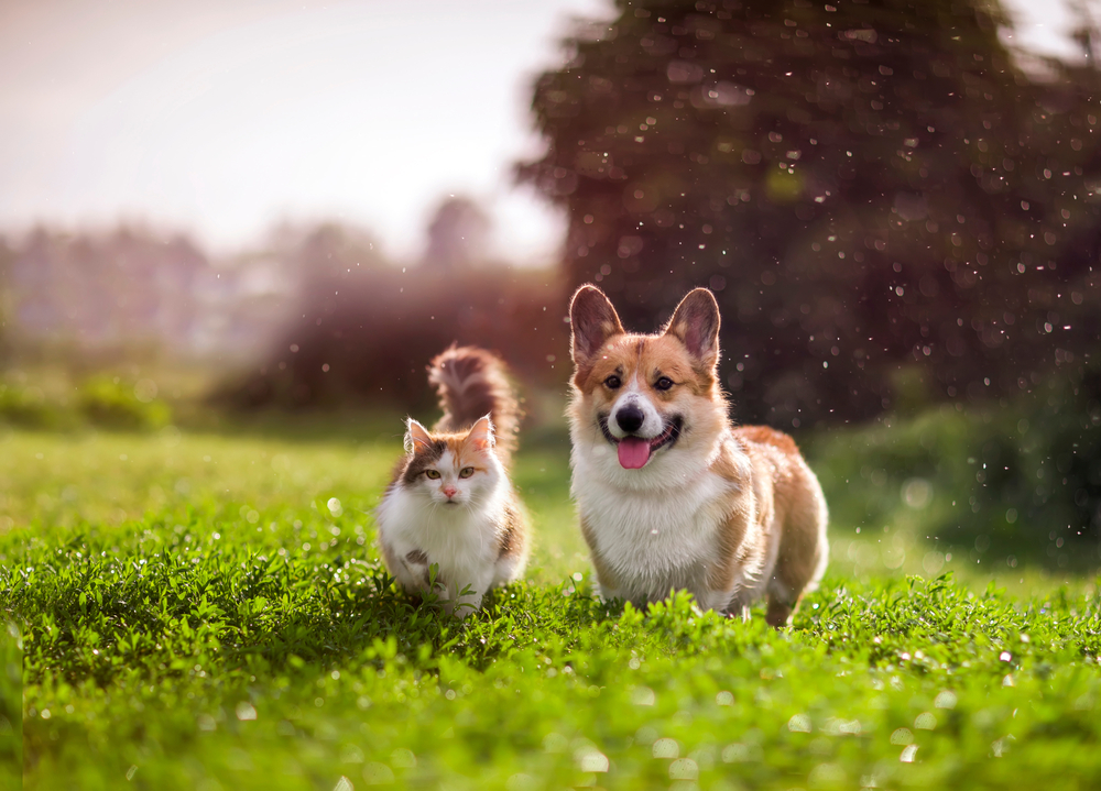 Photo cat and dog