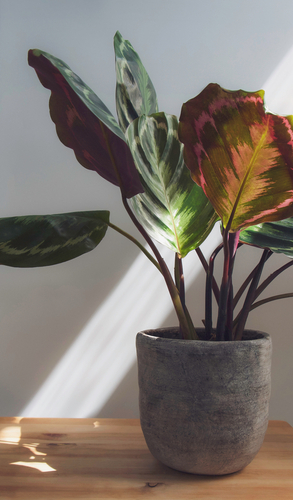 Calathea Medallion - popular plant