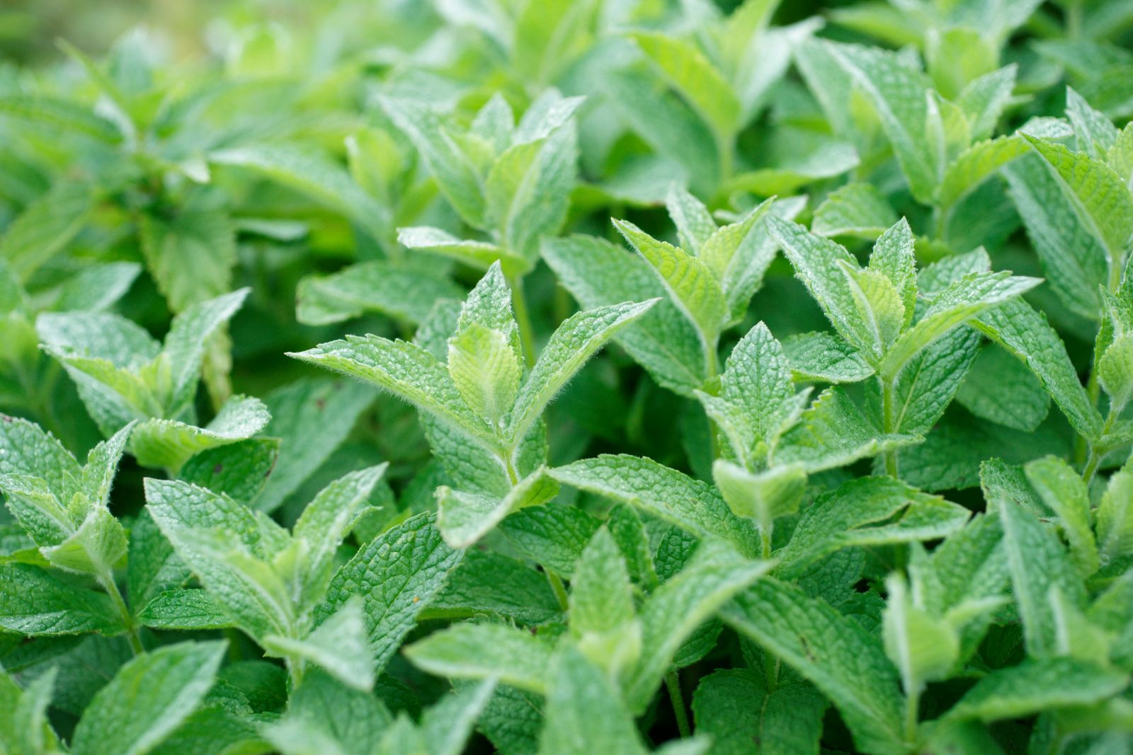 Spearmint - Gardencenterguide.com