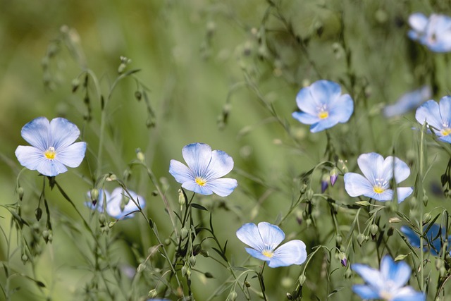 Spring blooms