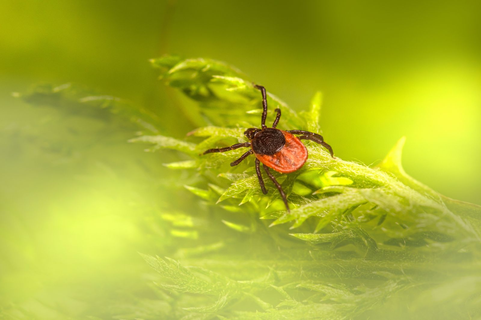 A Tick on a green leaf