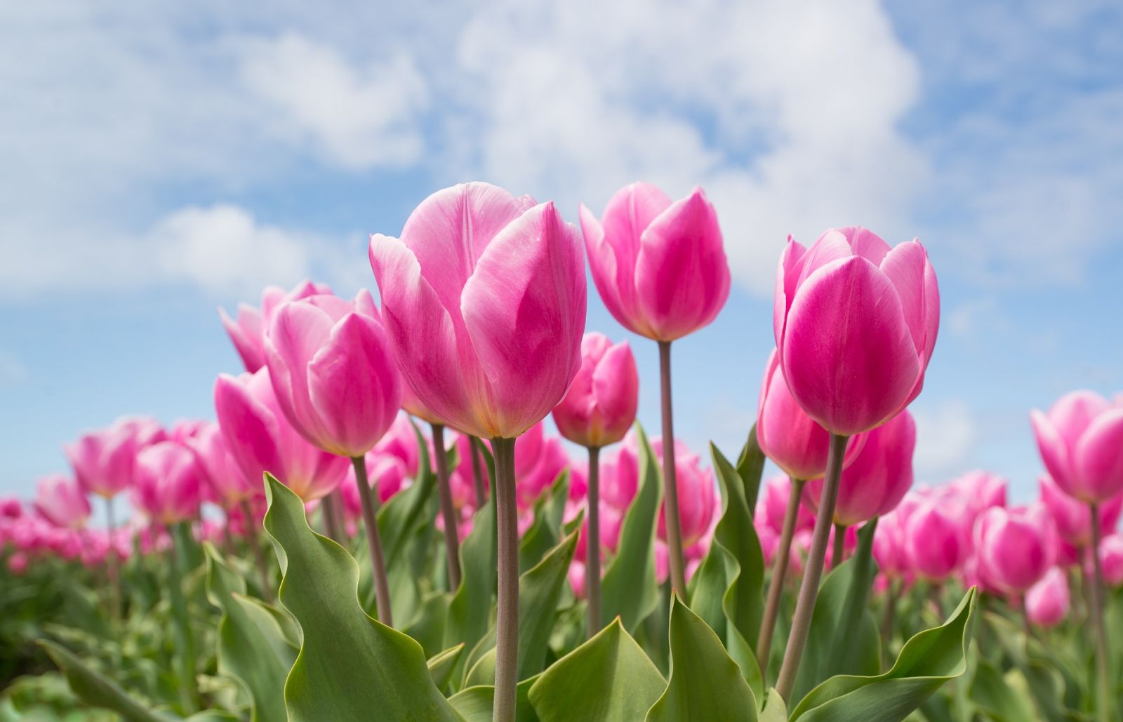 Tulips