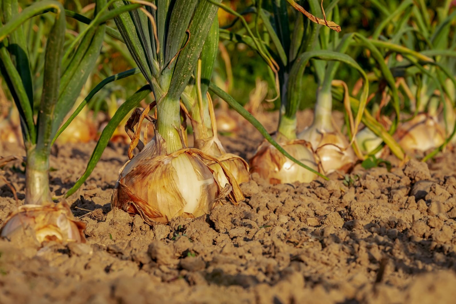 Uien op een veld