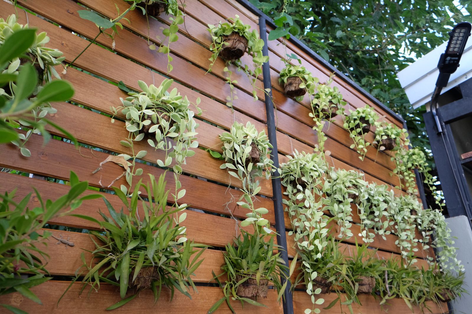 Vertical garden on a wooden wall