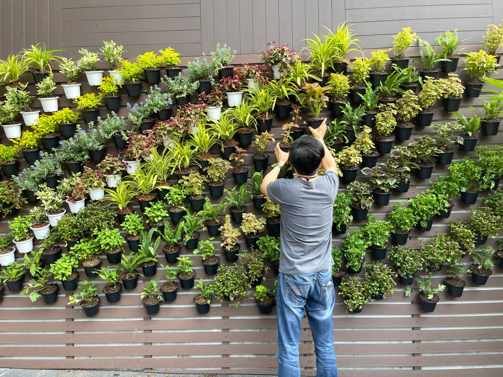 Vertical garden with greenery