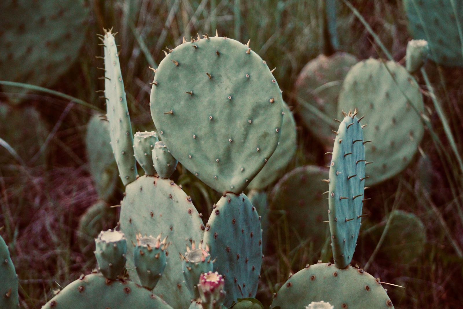 Vjigencactussen