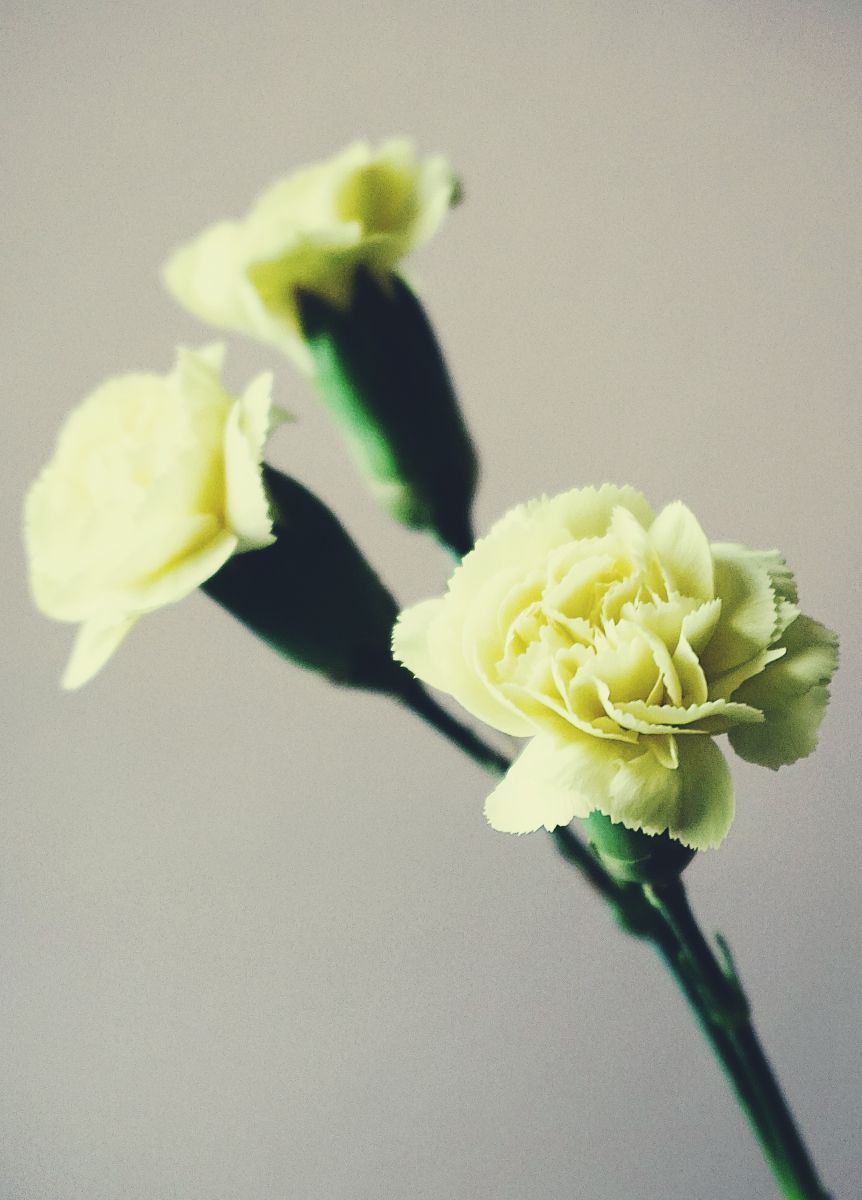 White Carnations