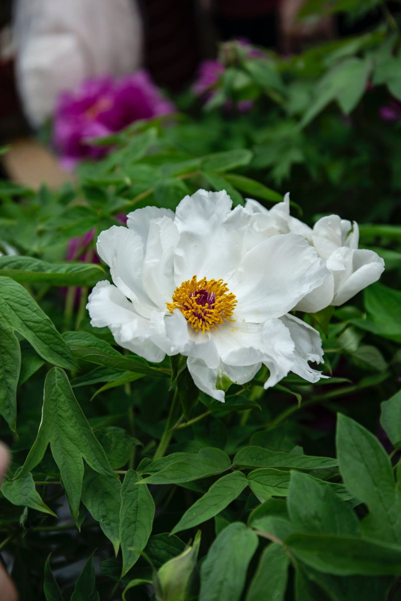 White plant