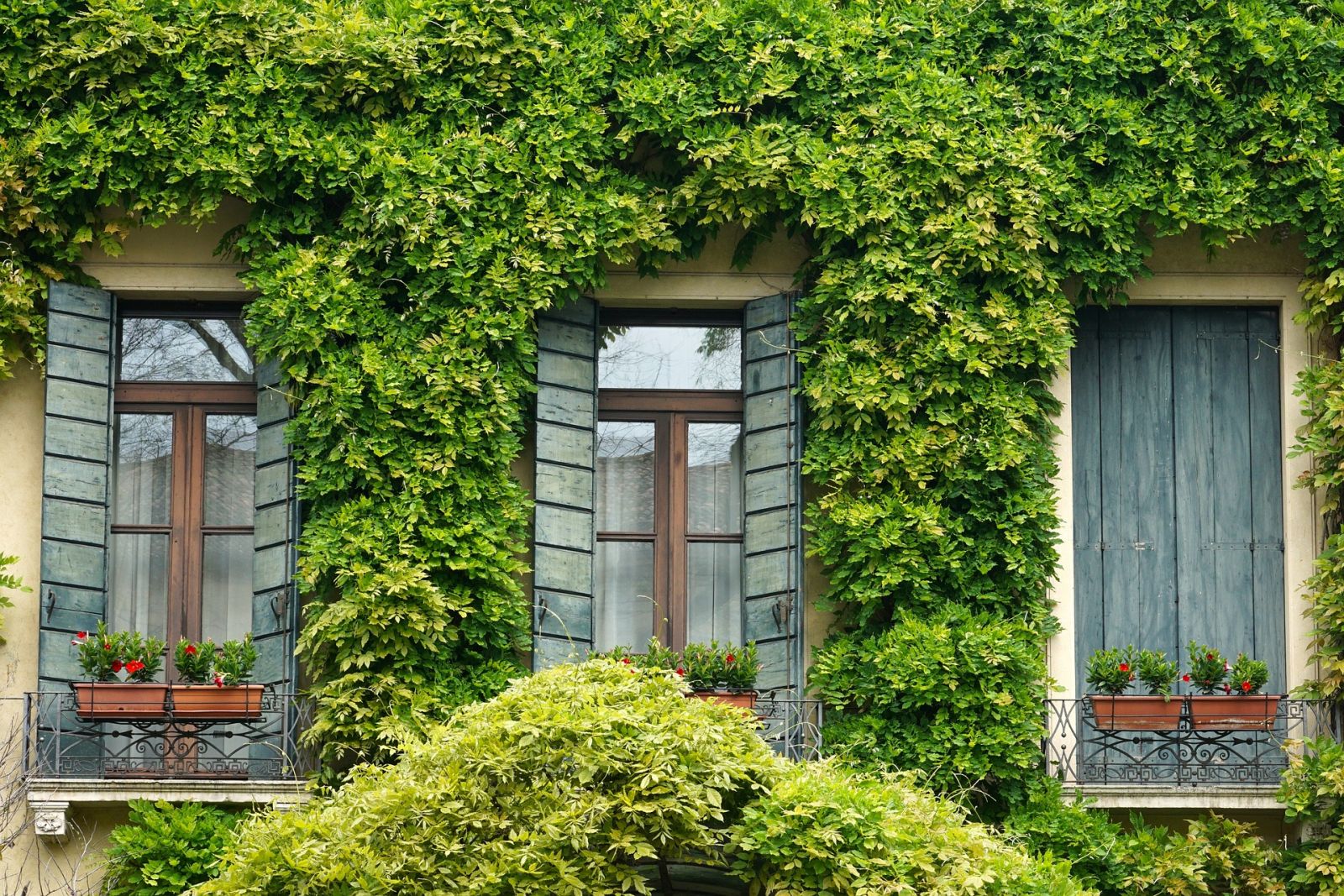 Window with plants