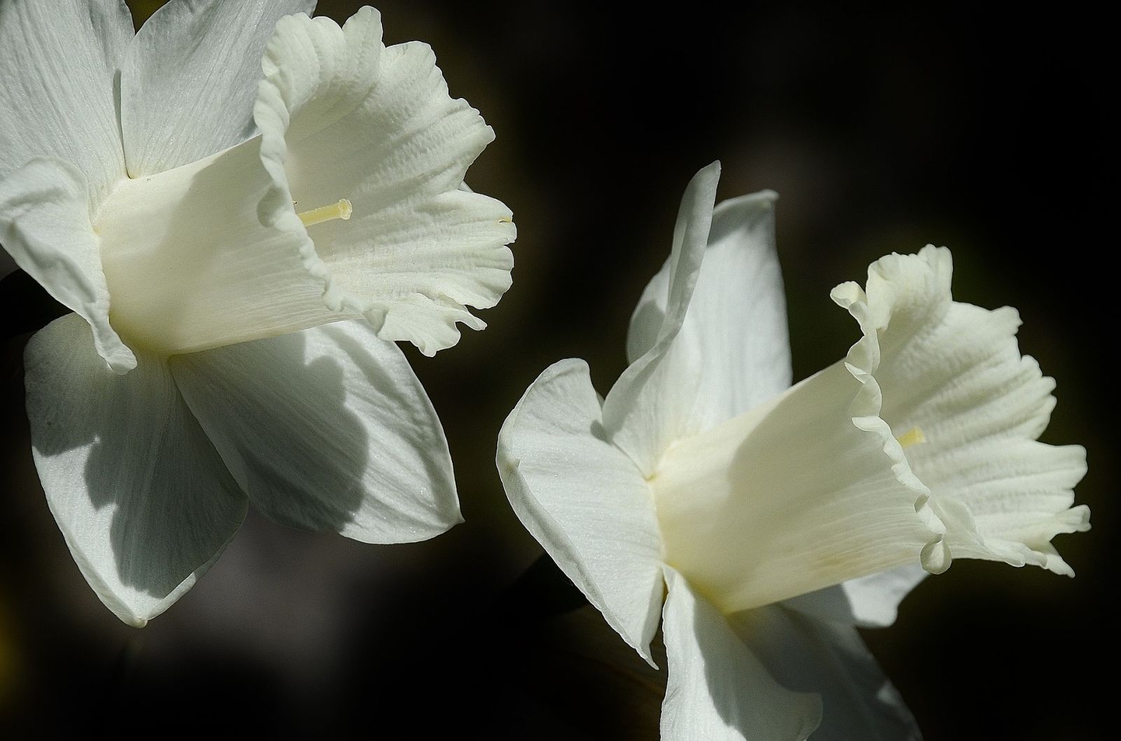 Witte narcissen