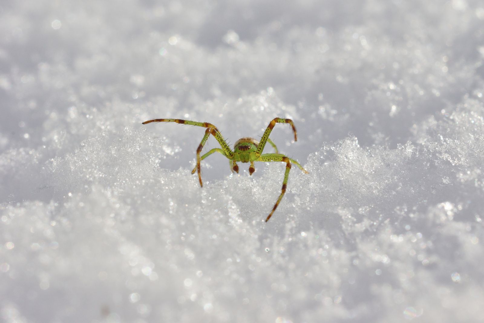 Spin in de sneeuw