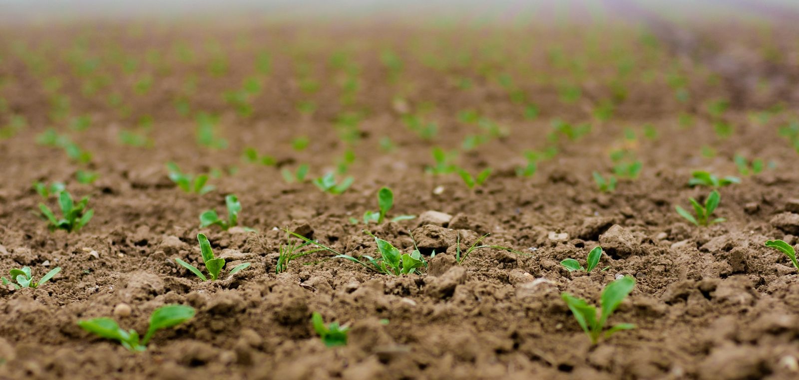 Een veld met kleine plantjes